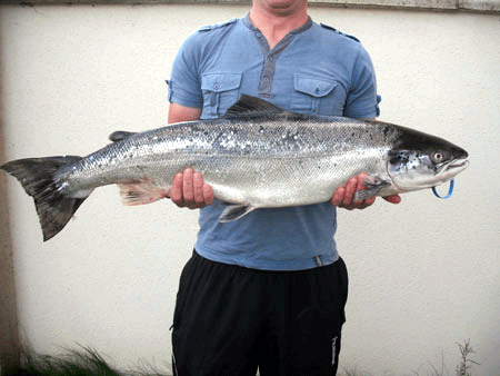 argideen river salmon 1.gif
